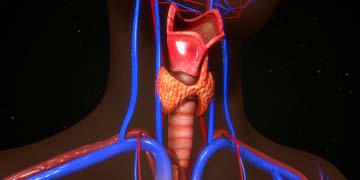 Especialidade Médica - Endocrino